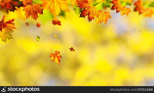 Beauty autumnal banner with falling leaves for your design