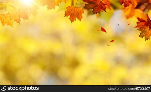Beauty autumnal banner with falling leaves for your design