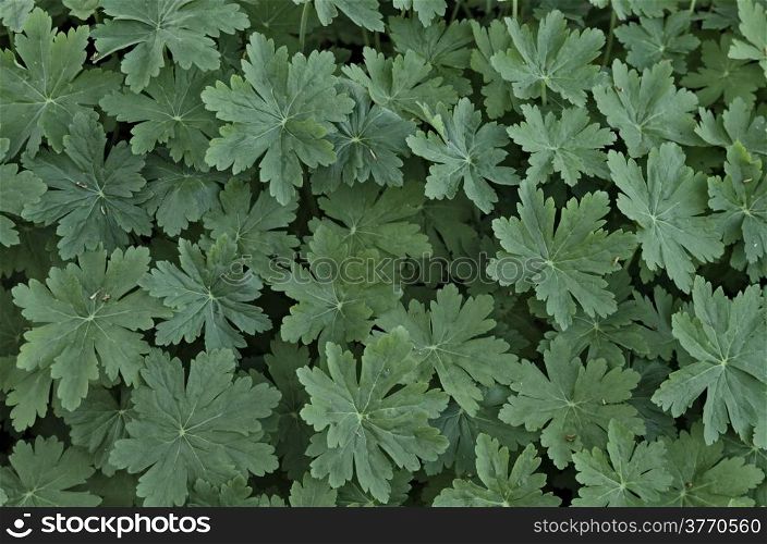 Beauty background of green geranium leaves in garden