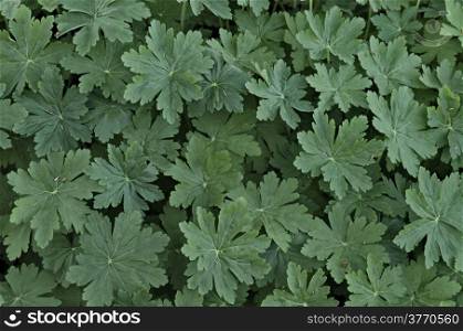 Beauty background of green geranium leaves in garden