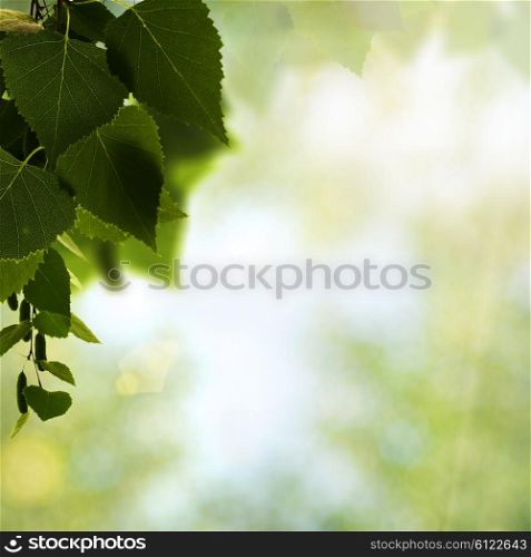 Beauty birch after the summer rain, natural backgrounds