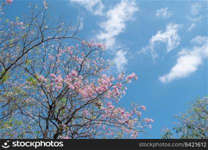 Beauty blooming blossom cherry pink sakura flower in the bright blue sky with cloud in spring and summer, nature pretty fresh floral petal plant with blue background on outdoor sunlight sunny day
