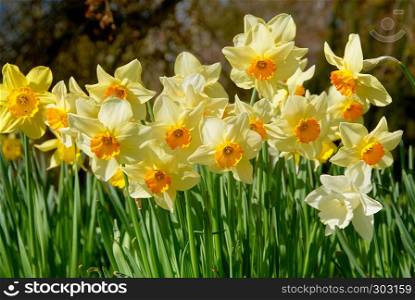beauty blossoms of easter narcissus