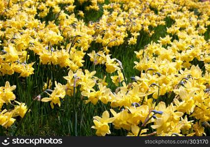 beauty blossoms of easter narcissus