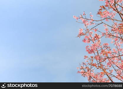 beauty cerasoides flower on blue sky