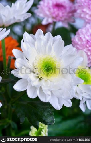 beauty color chrysanthemum flowers close up