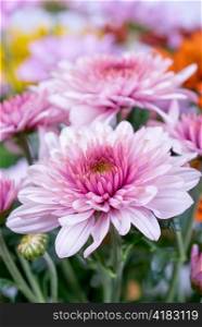 beauty color chrysanthemum flowers close up