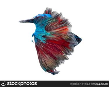 beauty colorful Betta fish tail of Siamese fighting fish isolated on white background