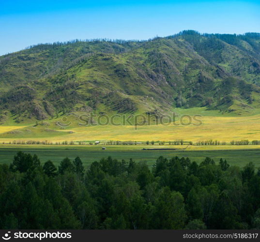 Beauty colors of summer Altai. Beauty colors of summer Altai. Green and yellow meadow with trees on mountain background