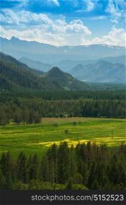 Beauty colors of summer Altai. Green and yellow meadow with trees on mountain background. Beauty colors of summer Altai