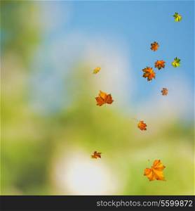 beauty colors of the autumn, environmental backgrounds with maple foliage