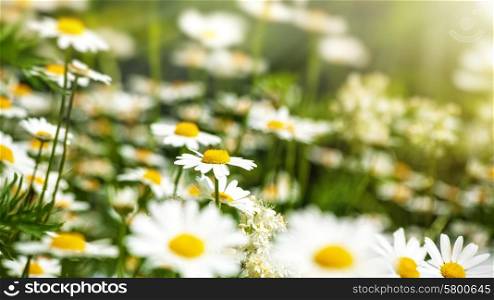 Beauty daisy flowers on the meadow, natural backgrounds