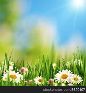 Beauty daisy flowers on the summer meadow, abstract natural backgrounds