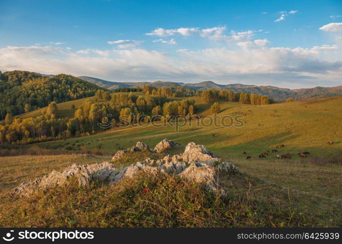 Beauty dawn in the mountains. Beauty dawn in the mountains in Altay,