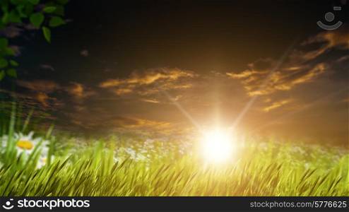Beauty evening on the summer meadow, natural backgrounds