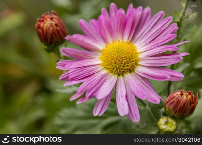 Beauty flower. Aster amellus, the European Michaelmas-daisy colored flowers form a background or wallpaper of autumn style