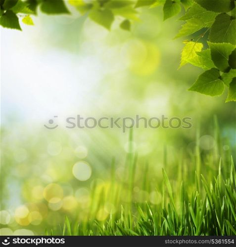 Beauty forest backgrounds for your design