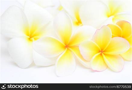 beauty frangipani flowers on white background