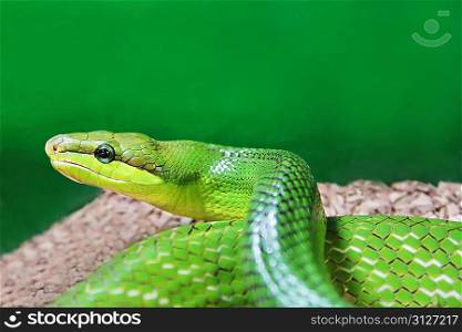 Beauty green snake close up