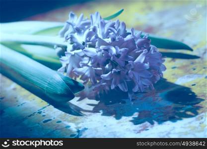 Beauty hyacinth flowers on the desk. Holidays bouquet