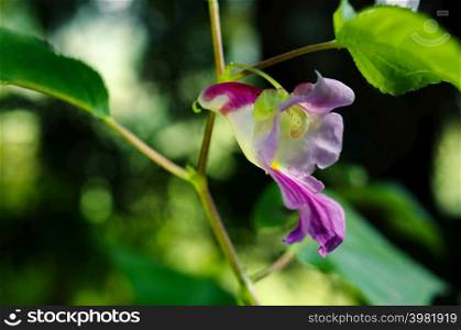 Beauty impatiens psittacina, parrot flower at Doi Luang Chiang Dao mountain, Chiang Mai, Thailand. Parrot flower at Doi Luang Chiang Dao mountain,