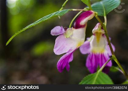 Beauty impatiens psittacina, parrot flower at Doi Luang Chiang Dao mountain, Chiang Mai, Thailand. Parrot flower at Doi Luang Chiang Dao mountain,