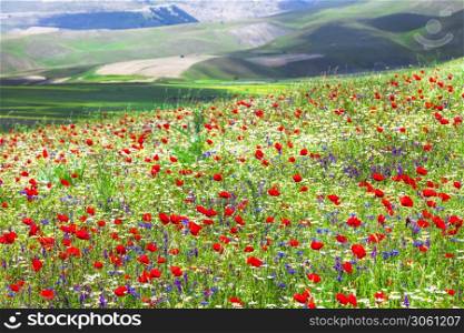 Beauty in nature - blooming flowers in vast field of Castelluccio di Norcia in Umbria. Italy