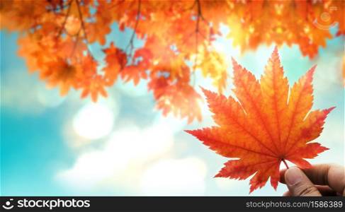 Beauty in Nature Concept. Sunny Day in Fall Season. Hand Raised up a Red Maple Leaf into the Sky. blurred Red, Yellow, Orange Foliages in Autumn as background