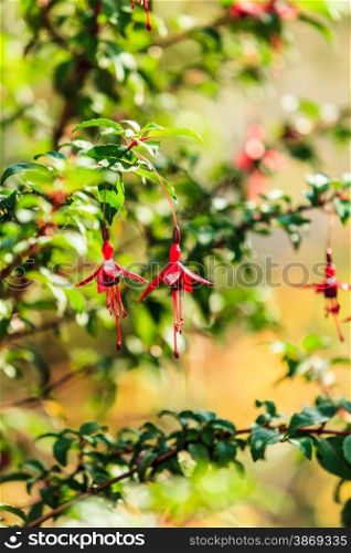 Beauty in nature. Red fushia flowers against natural green background