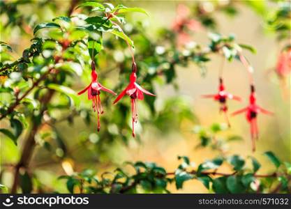 Beauty in nature. Red fushia flowers against natural green background
