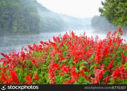 beauty lake and red flowers