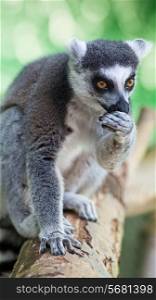 Beauty lemur on the wood, abstract natural background