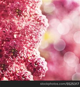 Beauty lilac flowers with abstract bokeh as floral backgrounds
