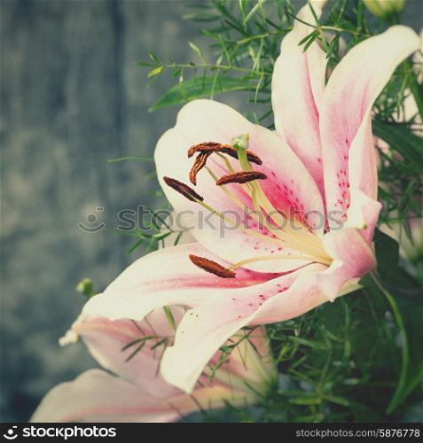 beauty lily flower, abstract natural backgrounds