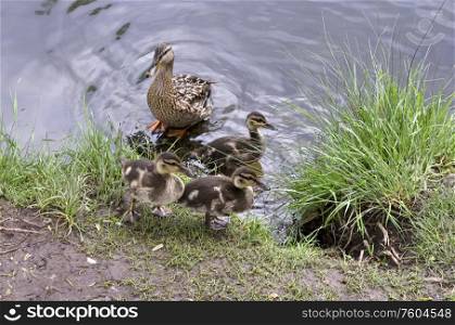Beauty mallard ducks and chick rest on pond