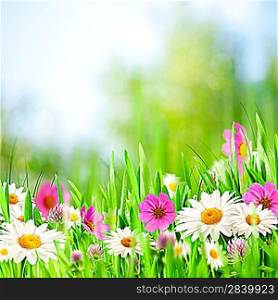 Beauty meadow. Abstract natural backgrounds for your design