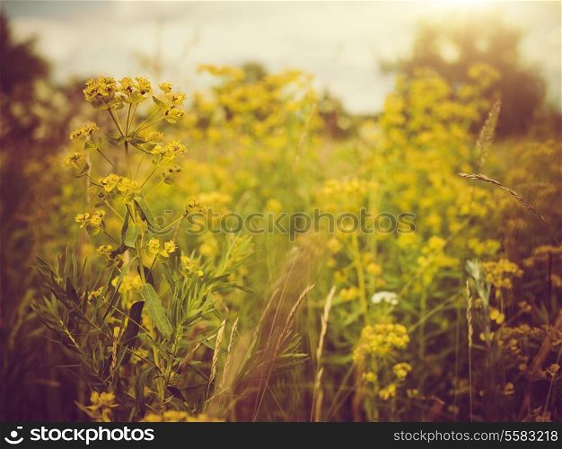 Beauty meadow. Abstract retro style natural backgrounds