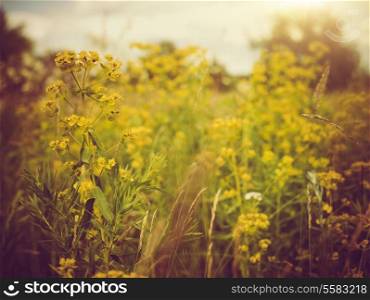 Beauty meadow. Abstract retro style natural backgrounds
