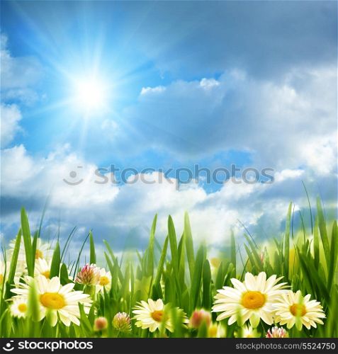Beauty meadow with chamomile flowers under bright summer sun