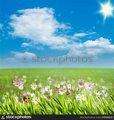 Beauty meadow with flowers and green grass under blue skies, seasonal backgrounds