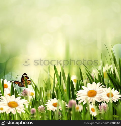 Beauty meadow with flowers and green grass under blue skies, seasonal backgrounds