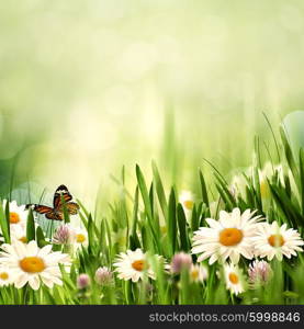 Beauty meadow with flowers and green grass under blue skies, seasonal backgrounds