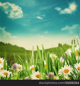 Beauty meadow with flowers and green grass under blue skies, seasonal backgrounds