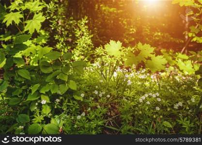 Beauty morning in the spring forest, natural backgrounds