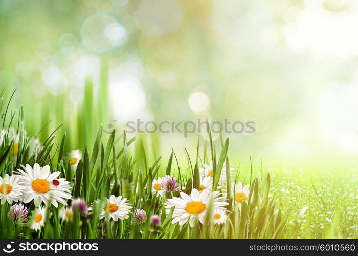 Beauty natural backgrounds with chamomile flowers for your design