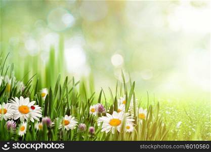 Beauty natural backgrounds with chamomile flowers for your design