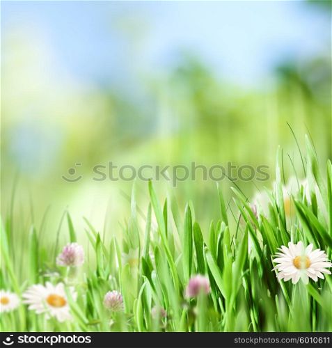 Beauty natural backgrounds with chamomile flowers for your design