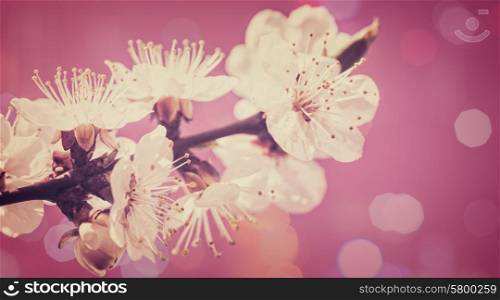 Beauty natural backgrounds with cherry flowers and beauty bokeh