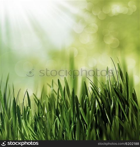 Beauty natural backgrounds with green grass and natural bokeh