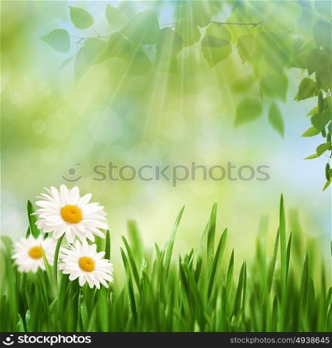 Beauty noon time on the summer meadow, abstract seasonal backgrounds
